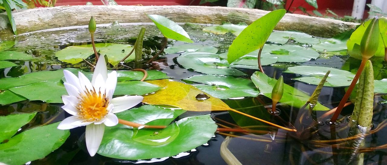 Saubagya Inn Anuradhapura Dış mekan fotoğraf